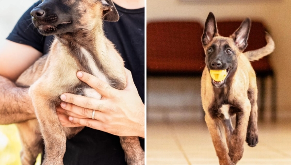 Cães são doados para PCAC e instituição lança campanha para escolha dos nomes dos novos membros